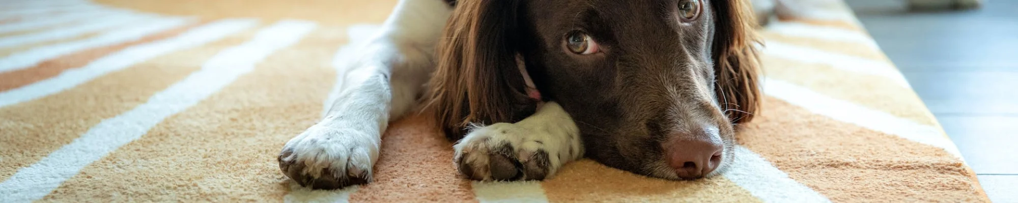 Dog laying on beige with white stripes carpet